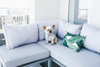 Dress Up Buttercup, Dede Raad, Houston Blogger, Fashion blogger, Patio Furniture,Gray outdoor seating, palm leaf pillow, ripped jeans, cute puppy